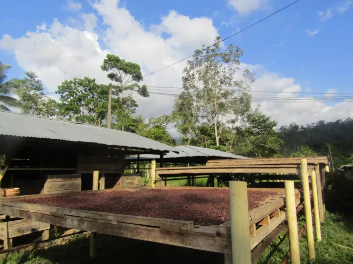 cacao secando